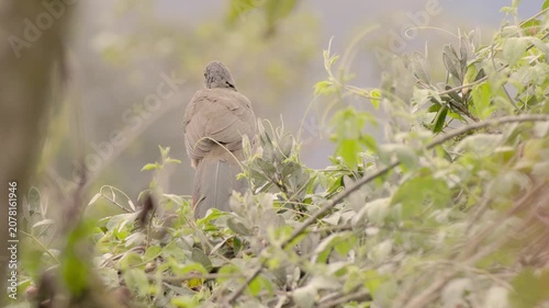 A Colombian chachalaca perched on top of a tree