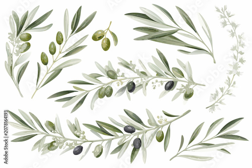 Watercolor olive branch collection with green olives and leaves on a white background