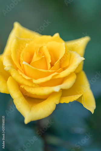 黄色いバラの花のアップ