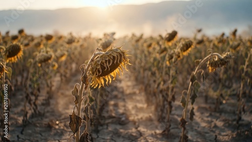 Wilting Sunflowers in Heatwave – Agricultural Climate Stress