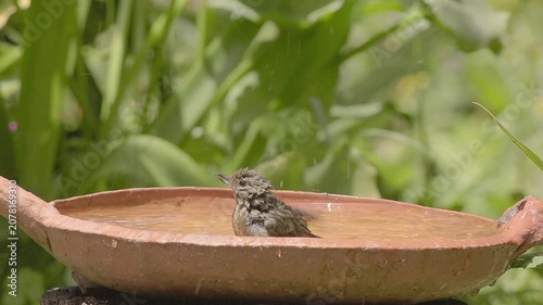 A female of rusty flowerpiercer taking a bath