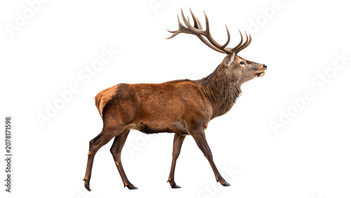 Photography Magnificent adult red deer stag standing with large antlers isolated on transpar