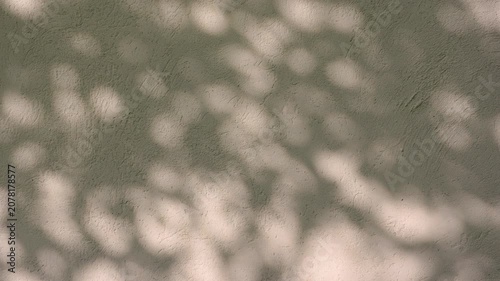 The shadow of the foliage casted by the sunset light