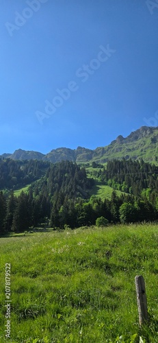A vertical, sunny day shot of a lush green alpine meadow leading up to a dense evergreen pine forest and a rugged rocky mountain range beneath a clear blue summer sky.