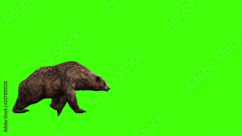 4k grizzly bear walk. Enter on the left side and exit on the right side. Animation isolated on Green Screen, 3D brown bear walking rendering on chroma key, Scientific name, Ursus arctos horribilis