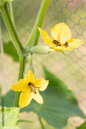 Bees are pollinating the cucumber flowers in the garden