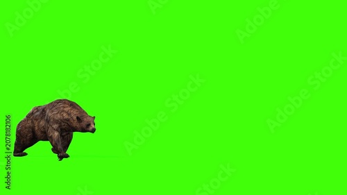 4k grizzly bear walk. Enter on the left side and exit on the right side. Animation isolated on Green Screen, 3D brown bear walking rendering on chroma key, Scientific name, Ursus arctos horribilis