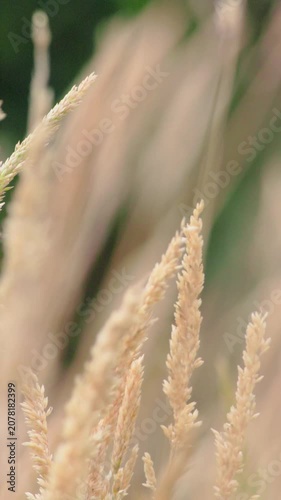 Flowers of grass being shaken by the wind
