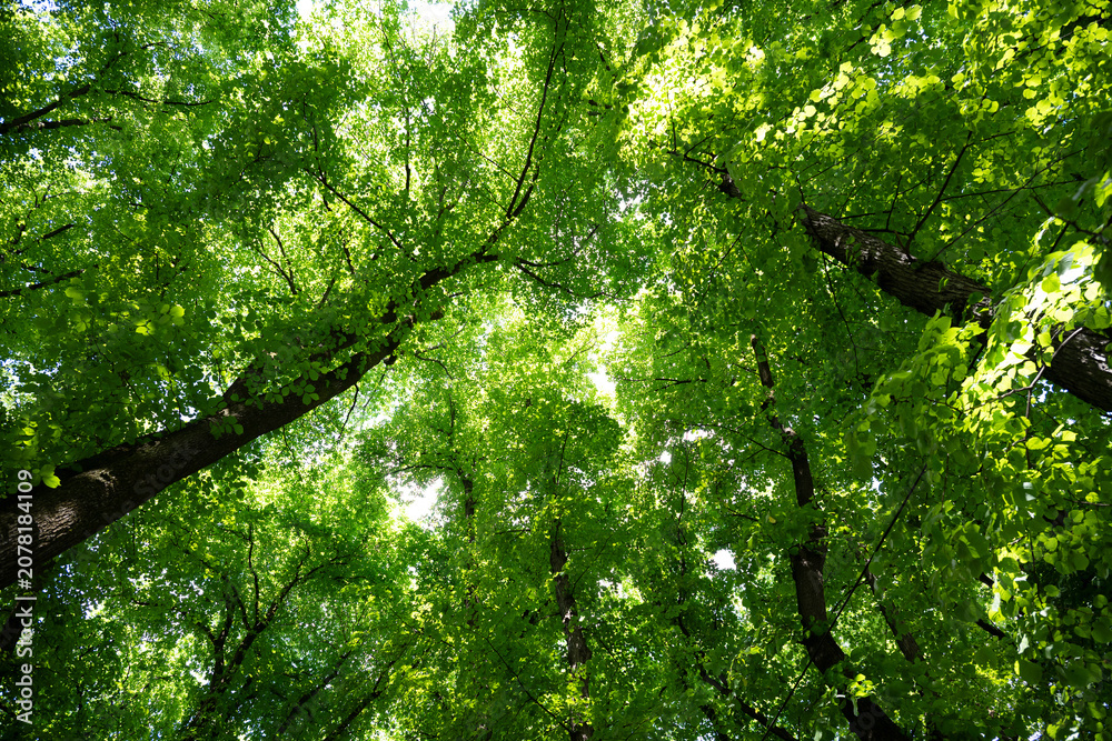 Fototapeta premium Tree canopies with vibrant green foliage seen from below