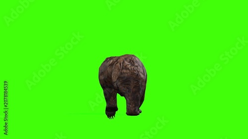 4k grizzly bear slow walk back view loop animation isolated on Green Screen, 3D brown bear walking rendering on the chroma key, Scientific name, Ursus arctos horribilis, easy to remove background