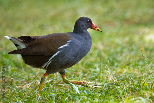 Foto A moorhen bird holding a hoverfly caught in its beak