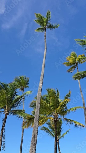 Low-angle view of green palm trees. Leaves and fronds gently swaying in the wind against a clear blue sky. Minimalist aesthetic shot of tropical foliage moving in the breeze.