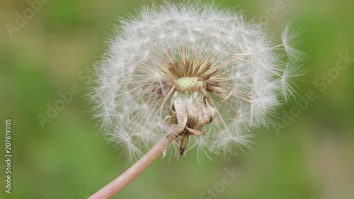 Macro close up slow motion shot of a white dandelion with seeds flying away in the wind