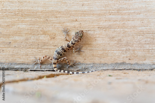 A close-up shot of a Caspian bent-toed gecko with a striped tail climbing on a stone wall outdoors in Turkmenistan. The small reptile is shown in its natural habitat near a residential building.