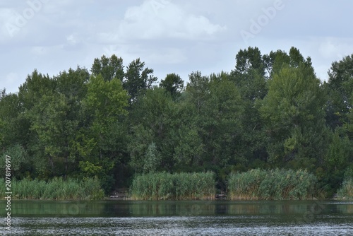 Lake landscape with trees and reeds on the shore in summer