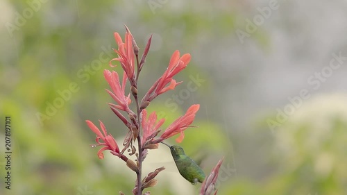 Short-tailed emerald humming bird feeding on Indian shot flowers