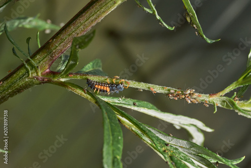 Macro photograph of a ladybug larva feeding on aphids on a green plant stem. Natural biological pest control in a garden and wild environment. Macro Photo of Ladybug Larva on Aphid-Infested Plant.