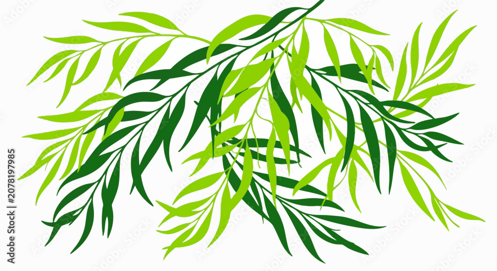 Fototapeta premium Green willow leaf branches illustration on white background