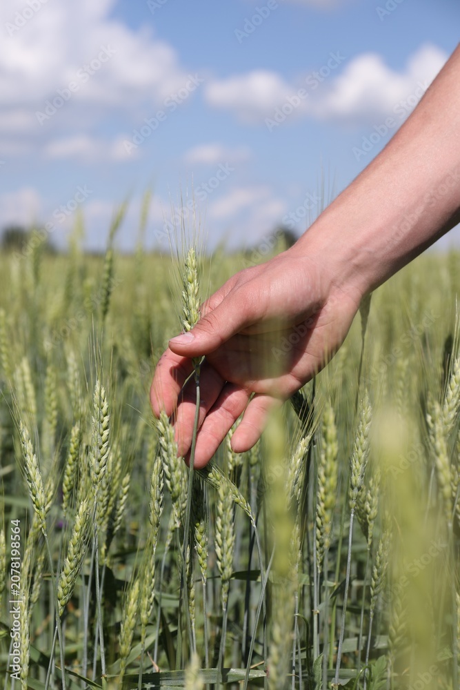 Fototapeta premium Man touching wheat spikes in field, closeup