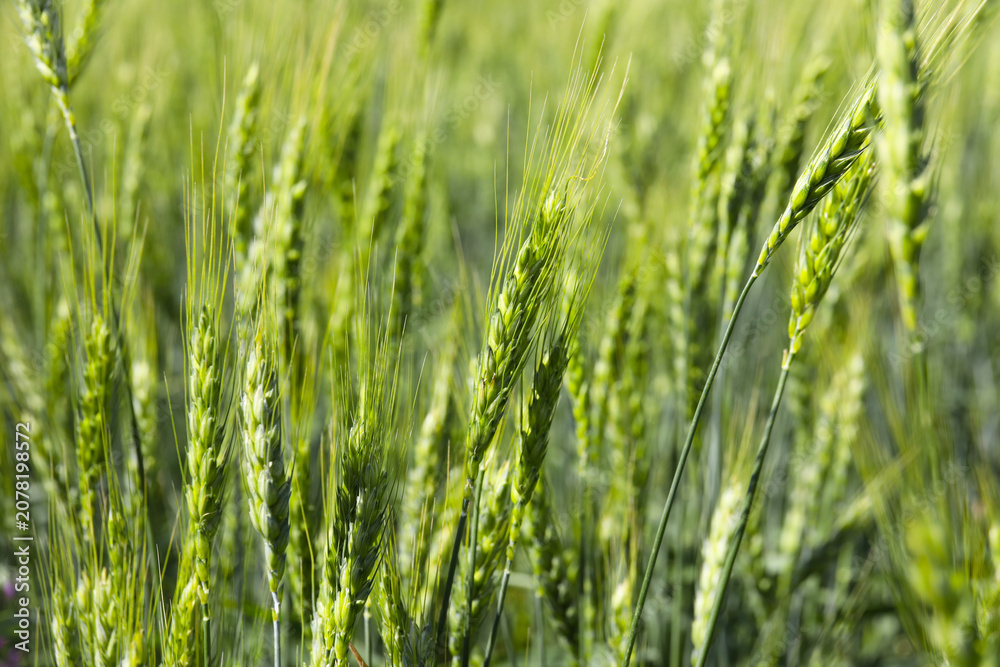 Fototapeta premium Wheat spikes growing in field outdoors, closeup