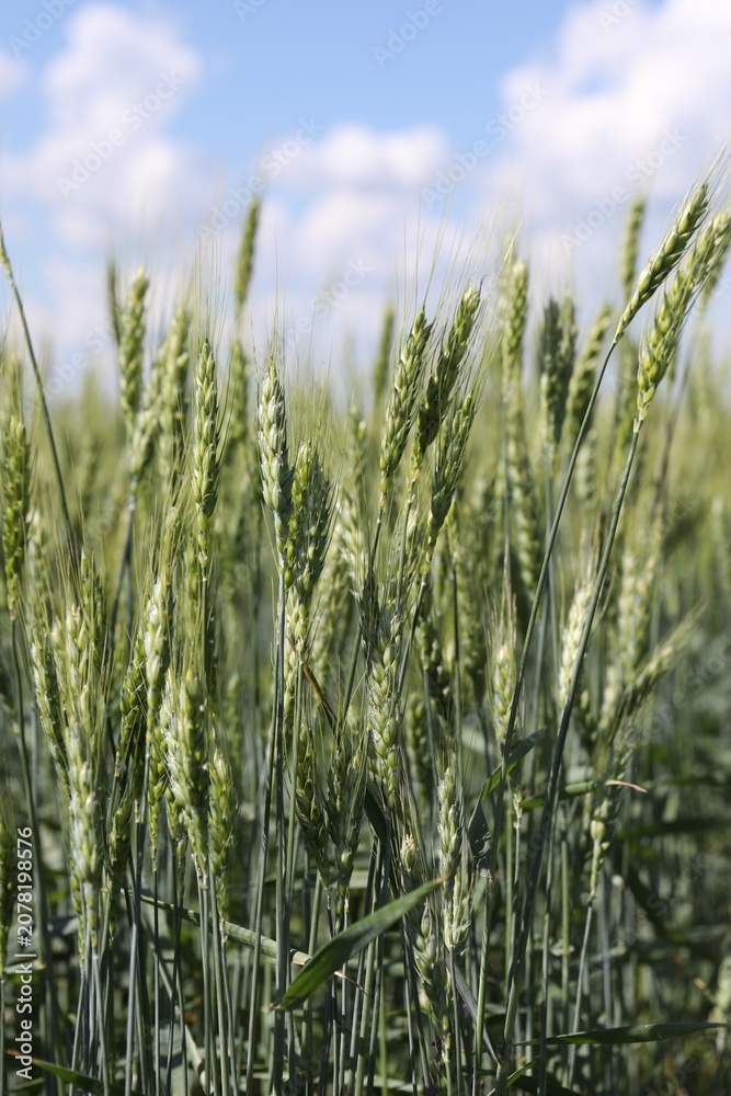 Fototapeta premium Wheat spikes growing in field outdoors, closeup