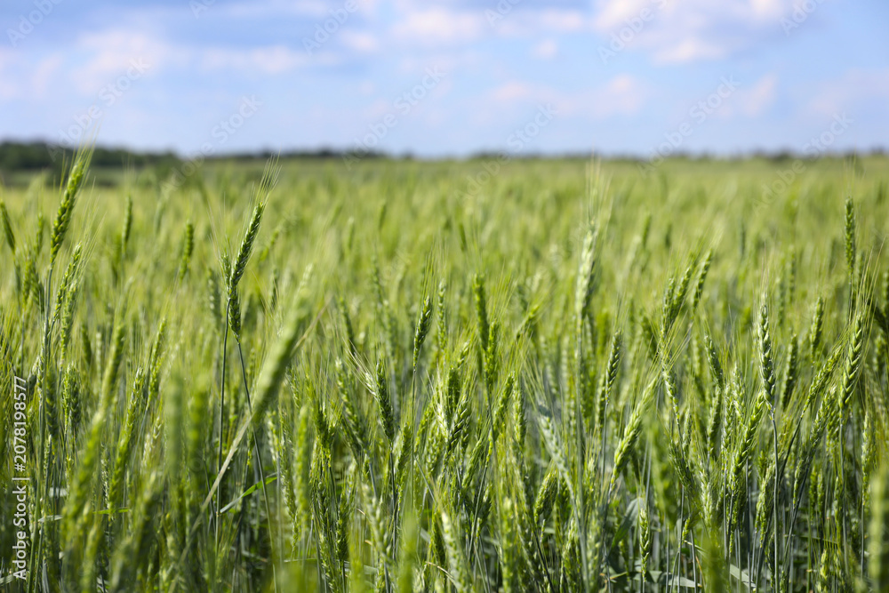 Fototapeta premium Many wheat spikes growing in field outdoors