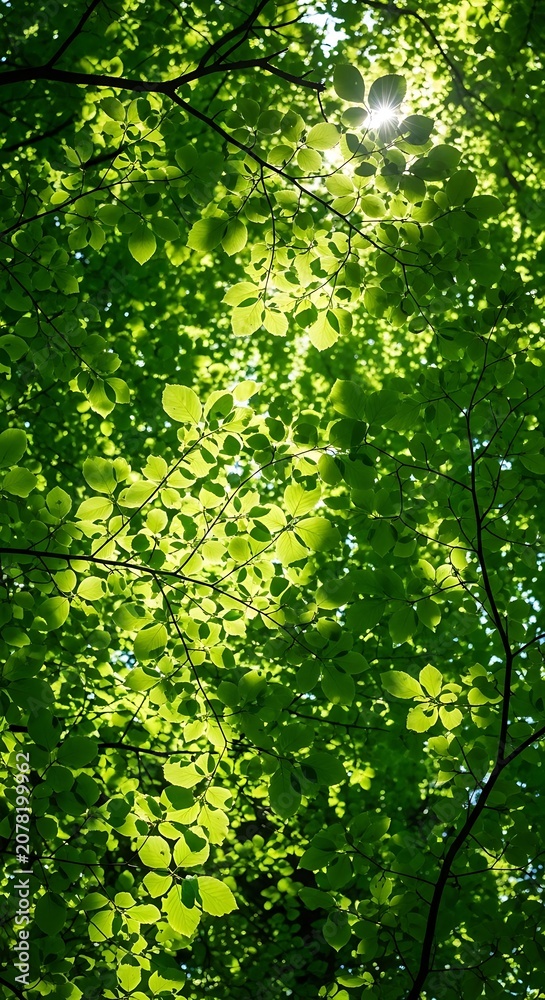 Fototapeta premium Sunlight Filtering Through Dense Green Tree Canopy.