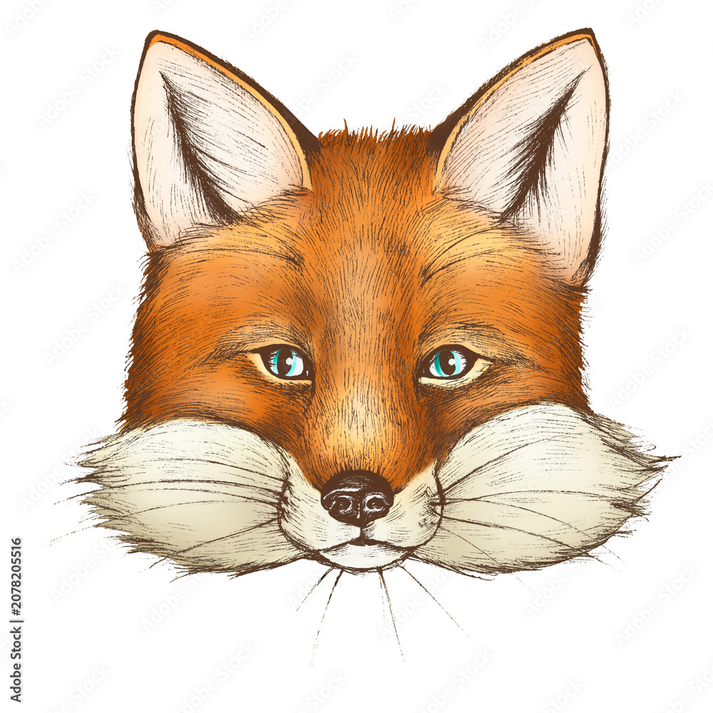 Obraz premium Fox png illustration, transparent background