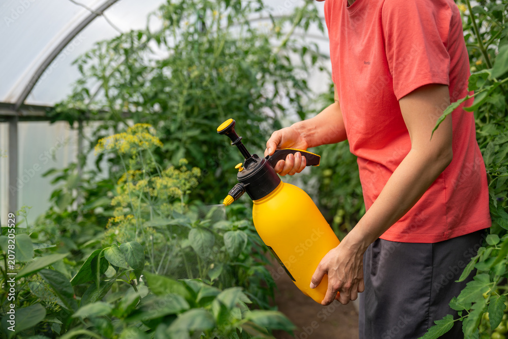 Fototapeta premium Greenhouse tomato plants receive routine care using handheld pressure sprayer. Agricultural maintenance promotes vigorous growth, healthy foliage and reliable vegetable production. Summer garden farm.