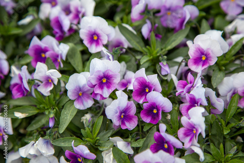 Closeup of beautiful purple and white pansy flowers blooming in garden. Viola wittrockiana floral background. Real Photo