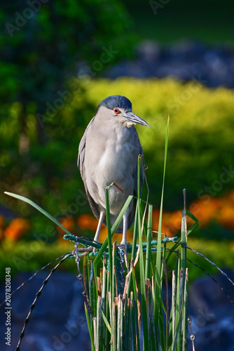 Black-crowned night heron perched on green reeds in nature