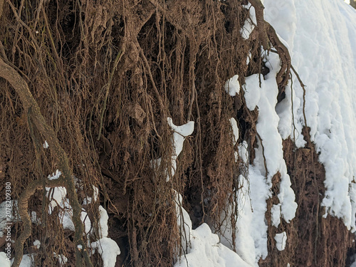Photos A detailed full-frame shot of exposed brown earth, clay, and tangled tree roots hanging over a layered shale or stone cliff face, covered in patches of white snow on a cold winter day