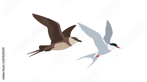 Foto Two seabirds, a skua and a tern, flying against a white background