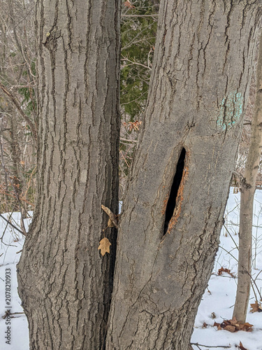 Fotografie A close-up shot focusing on a large vertical hollow split opening in the textured grey bark of a tree trunk, standing alongside another trunk on a snow-covered ground in a winter forest
