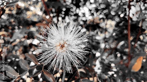 Cinematic Selective Color White Calliandra Flower Blooming in Garden