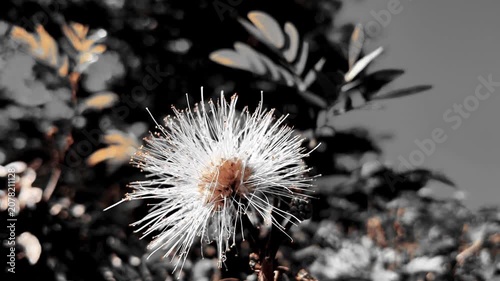 Cinematic Selective Color White Calliandra Flower Blooming in Garden