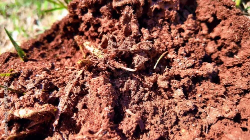 Macro Texture of Porous Soil and Active Ant Hill Mound