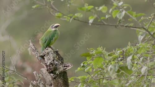 Southern emerald toucanet perched on top of a tree