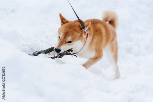 Foto cute young red white shiba inu dog walking in winter park, active walking on whi