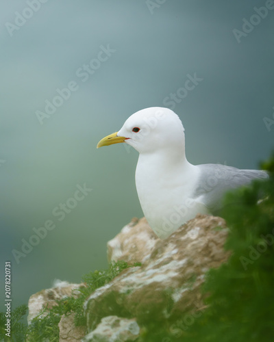 Kittiwake sitting on a cliff looking out to sea