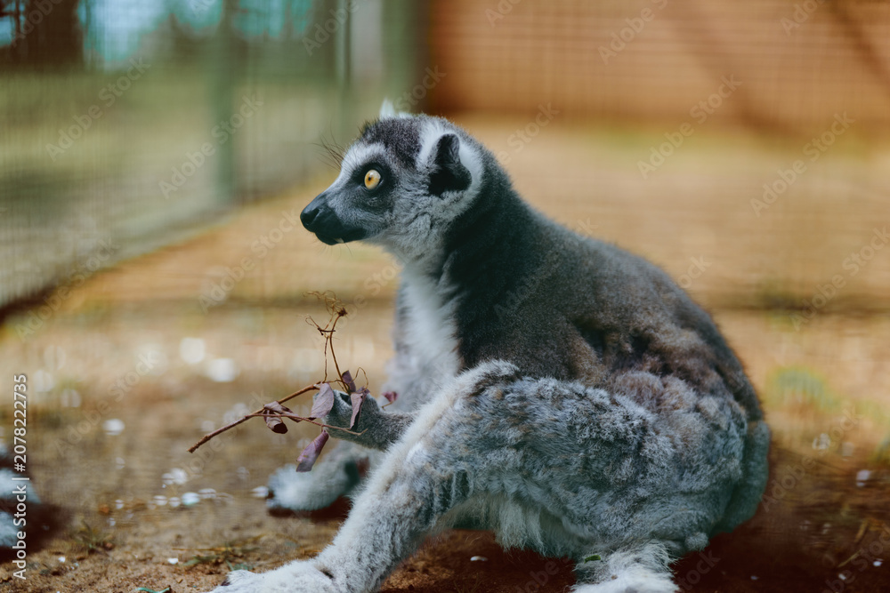 Naklejka premium Lemur primate wildlife animal sitting with soft fur and amber eyes in profile portrait, resting on ground at zoo with curious gaze and detailed texture of fur and whiskers.
