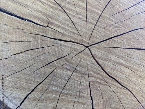 Close-up texture of a cracked wooden stump cross section. Detailed view of natural tree rings and deep cracks in a weathered wood log. Perfect abstract rustic background