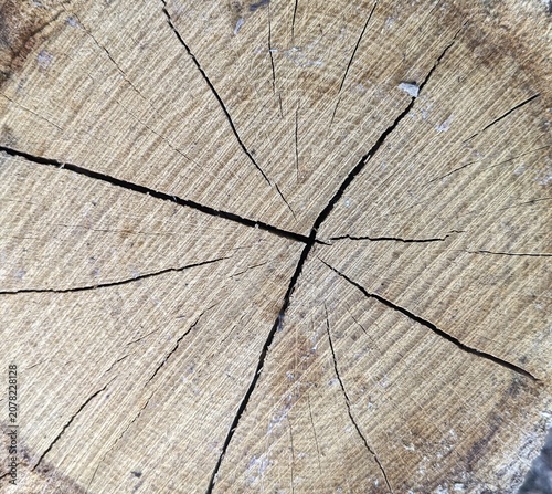 Close-up texture of a cracked wooden stump cross section. Detailed view of natural tree rings and deep cracks in a weathered wood log. Perfect abstract rustic background