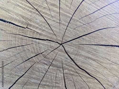 Close-up texture of a cracked wooden stump cross section. Detailed view of natural tree rings and deep cracks in a weathered wood log. Perfect abstract rustic background