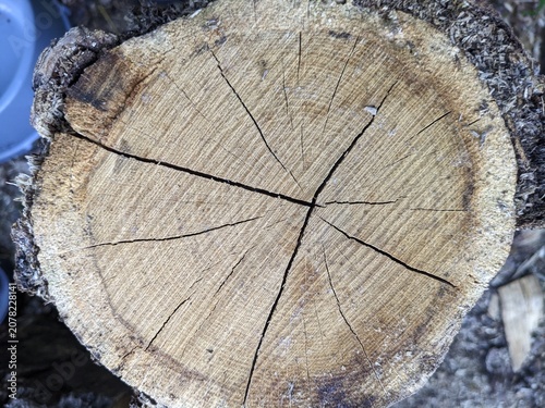 Close-up texture of a cracked wooden stump cross section. Detailed view of natural tree rings and deep cracks in a weathered wood log. Perfect abstract rustic background