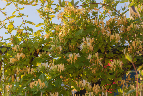Blooming honeysuckle vine covered with abundant cream-colored flowers and green foliage in warm evening sunlight.