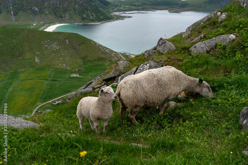 Obraz premium Lamb Drinking Milk from Mother Sheep Outdoors
