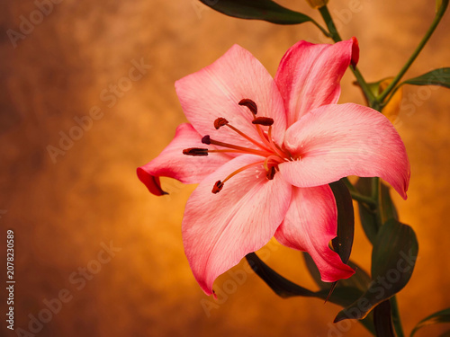 Fotografía Fancy pink lily blooms with dewy petals