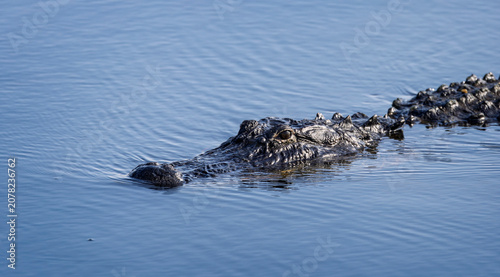 Close up of a wild large American alligator swimming in the wetlands at Lake Apopka, Florida, USA