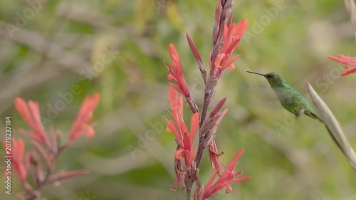 Short-tailed emerald humming bird feeding on Indian shot flowers